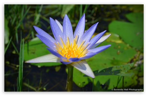 Purple Lily Close Up UltraHD Wallpaper for 8K UHD TV 16:9 Ultra High Definition 2160p 1440p 1080p 900p 720p ; Widescreen 16:10 5:3 WHXGA WQXGA WUXGA WXGA WGA ; Fullscreen 3:2 DVGA HVGA HQVGA ( Apple PowerBook G4 iPhone 4 3G 3GS iPod Touch ) ;