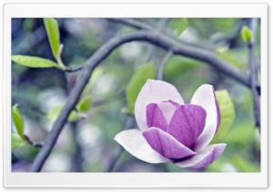 Purple Magnolia Ultra HD Wallpaper for 4K UHD Widescreen desktop, tablet & smartphone