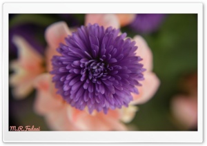 Purple micro Ultra HD Wallpaper for 4K UHD Widescreen desktop, tablet & smartphone