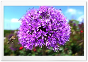 Purple Onion Flower Ultra HD Wallpaper for 4K UHD Widescreen desktop, tablet & smartphone