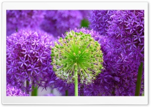 Purple Onion Flowers Ultra HD Wallpaper for 4K UHD Widescreen desktop, tablet & smartphone