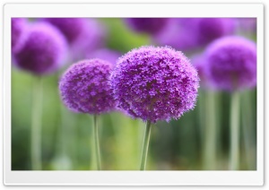 Purple Onion Flowers Field Ultra HD Wallpaper for 4K UHD Widescreen desktop, tablet & smartphone