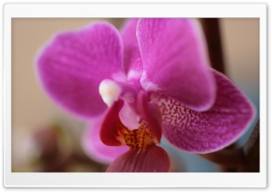 Purple Orchid Ultra HD Wallpaper for 4K UHD Widescreen desktop, tablet & smartphone