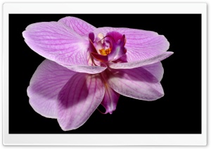 Purple Orchid Flower Reflection Ultra HD Wallpaper for 4K UHD Widescreen desktop, tablet & smartphone