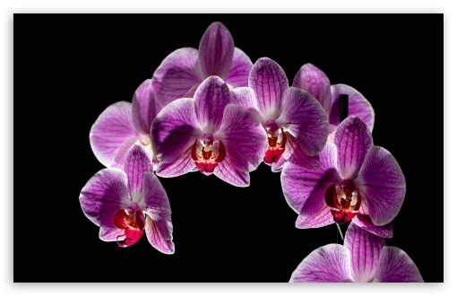 Purple Orchid Flowers Bloom, Black Background UltraHD Wallpaper for Wide 16:10 5:3 Widescreen WHXGA WQXGA WUXGA WXGA WGA ; UltraWide 21:9 24:10 ; 8K UHD TV 16:9 Ultra High Definition 2160p 1440p 1080p 900p 720p ; UHD 16:9 2160p 1440p 1080p 900p 720p ; Standard 4:3 5:4 3:2 Fullscreen UXGA XGA SVGA QSXGA SXGA DVGA HVGA HQVGA ( Apple PowerBook G4 iPhone 4 3G 3GS iPod Touch ) ; Smartphone 16:9 5:3 2160p 1440p 1080p 900p 720p WGA ; Tablet 1:1 ; iPad 1/2/Mini ; Mobile 4:3 5:3 3:2 16:9 5:4 - UXGA XGA SVGA WGA DVGA HVGA HQVGA ( Apple PowerBook G4 iPhone 4 3G 3GS iPod Touch ) 2160p 1440p 1080p 900p 720p QSXGA SXGA ;