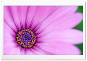Purple Osteospermum Flower Ultra HD Wallpaper for 4K UHD Widescreen desktop, tablet & smartphone