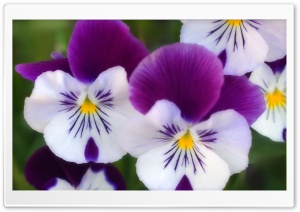 Purple Pansies Ultra HD Wallpaper for 4K UHD Widescreen desktop, tablet & smartphone