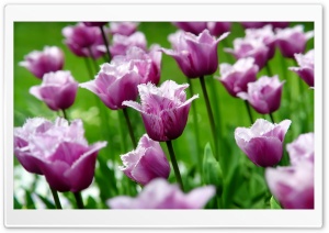 Purple Parrot Tulips Ultra HD Wallpaper for 4K UHD Widescreen desktop, tablet & smartphone