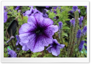 Purple Passion 1 Ultra HD Wallpaper for 4K UHD Widescreen desktop, tablet & smartphone