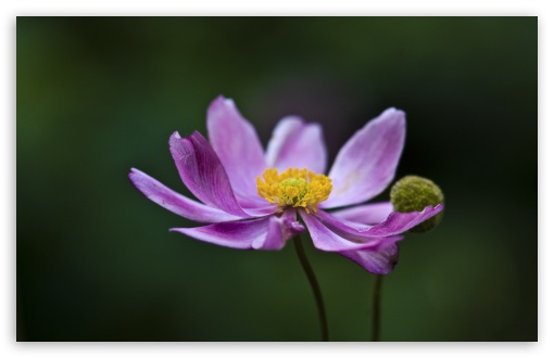 Purple Petals UltraHD Wallpaper for UHD 16:9 2160p 1440p 1080p 900p 720p ; 8K UHD TV 16:9 Ultra High Definition 2160p 1440p 1080p 900p 720p ; Widescreen 16:10 5:3 WHXGA WQXGA WUXGA WXGA WGA ; Fullscreen 4:3 5:4 3:2 UXGA XGA SVGA QSXGA SXGA DVGA HVGA HQVGA ( Apple PowerBook G4 iPhone 4 3G 3GS iPod Touch ) ; Tablet 1:1 ; Dual 5:4 QSXGA SXGA ;