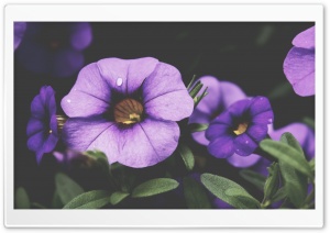 Purple Petunia Flowers Ultra HD Wallpaper for 4K UHD Widescreen desktop, tablet & smartphone