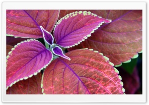 Purple Plant Ultra HD Wallpaper for 4K UHD Widescreen desktop, tablet & smartphone