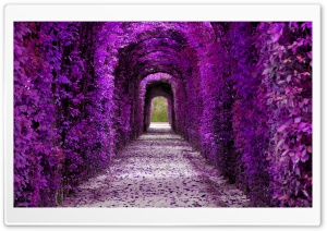 Purple Plant Tunnel, Aesthetic Ultra HD Wallpaper for 4K UHD Widescreen desktop, tablet & smartphone