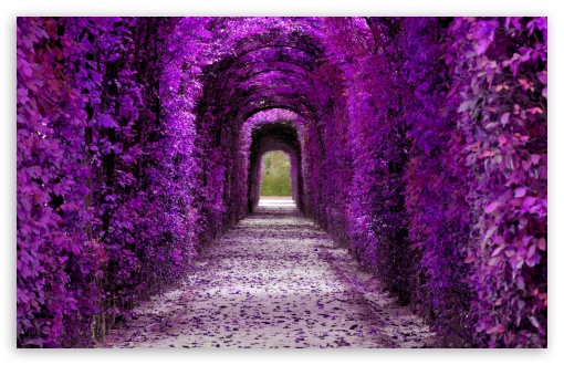 The Power of Purple Aesthetics Curated Wallpaper List Desktop iPhone   IndieYesPls