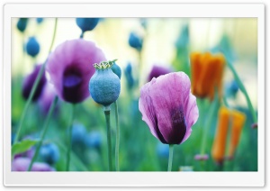 Purple Poppies Ultra HD Wallpaper for 4K UHD Widescreen desktop, tablet & smartphone