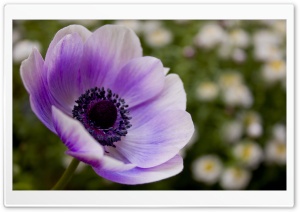 Purple Poppy Ultra HD Wallpaper for 4K UHD Widescreen desktop, tablet & smartphone