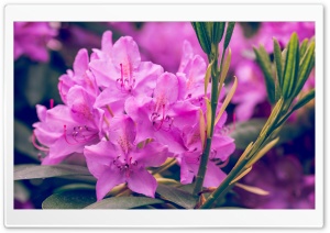 Purple Rhododendron Flower Ultra HD Wallpaper for 4K UHD Widescreen desktop, tablet & smartphone