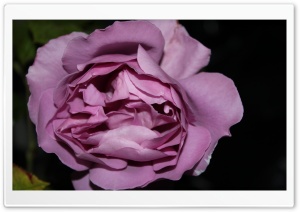 Purple Rose Just Like Silk Ultra HD Wallpaper for 4K UHD Widescreen desktop, tablet & smartphone