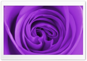 Purple Rose Macro Ultra HD Wallpaper for 4K UHD Widescreen desktop, tablet & smartphone
