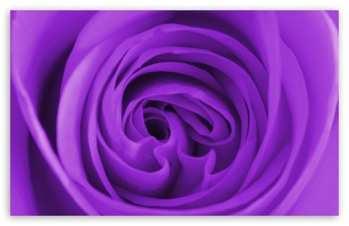 purple rose wallpaper for desktop