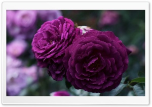 Purple Roses Ultra HD Wallpaper for 4K UHD Widescreen desktop, tablet & smartphone