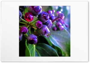 Purple Seeds Ultra HD Wallpaper for 4K UHD Widescreen desktop, tablet & smartphone