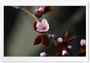 Purple Spring Ultra HD Wallpaper for 4K UHD Widescreen desktop, tablet & smartphone