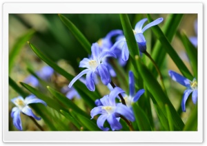 Purple Spring Flowers Ultra HD Wallpaper for 4K UHD Widescreen desktop, tablet & smartphone