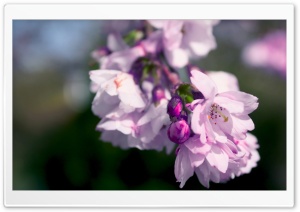 Purple Spring Flowers Macro Ultra HD Wallpaper for 4K UHD Widescreen desktop, tablet & smartphone