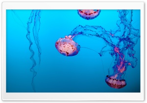 Purple-striped jelly Jellyfish Underwater Ultra HD Wallpaper for 4K UHD Widescreen desktop, tablet & smartphone