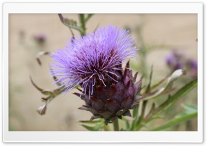 Purple Thistle Flower Ultra HD Wallpaper for 4K UHD Widescreen desktop, tablet & smartphone