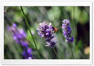Purple Tower with Bee Ultra HD Wallpaper for 4K UHD Widescreen desktop, tablet & smartphone