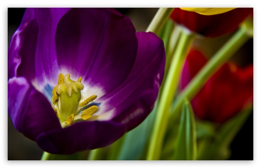 Purple Tulip UltraHD Wallpaper for HD 16:9 ; Widescreen 16:10 5:3 ; Fullscreen 4:3 5:4 3:2 ; Tablet 1:1 ;