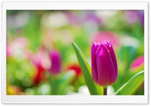 Purple Tulip Ultra HD Wallpaper for 4K UHD Widescreen desktop, tablet & smartphone