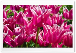 Purple Tulips Ultra HD Wallpaper for 4K UHD Widescreen desktop, tablet & smartphone