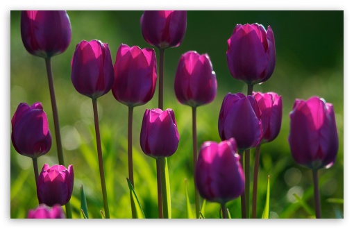 purple tulips wallpaper background