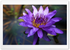 Purple Water Lily Ultra HD Wallpaper for 4K UHD Widescreen desktop, tablet & smartphone