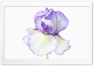 Purple White Iris Flower Macro 4K UHD Wallpaper for Widescreen and UltraWide Desktop, UltraHD TV, Smartphone, Tablet