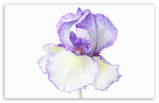 Purple White Iris Flower Macro UltraHD Wallpaper for UHD 16:9 ; HD 16:9 ; Widescreen 16:10 5:3 ; Fullscreen 4:3 5:4 3:2 ; Tablet 1:1 ;