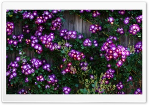 Purple Wild Rose Cluster Against Wooden Fence 4K UHD Wallpaper for Widescreen and UltraWide Desktop, UltraHD TV, Smartphone, Tablet