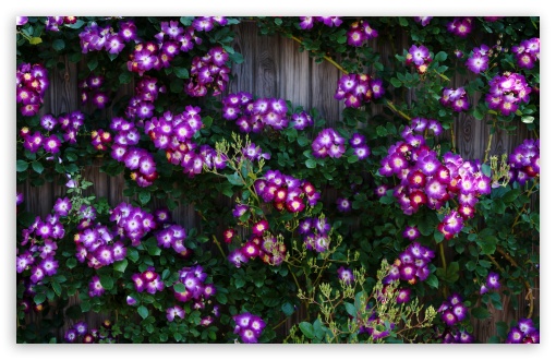 Purple Wild Rose Cluster Against Wooden Fence UltraHD Wallpaper for UHD 16:9 ; HD 16:9 ; UltraWide 21:9 24:10 32:9 32:10 ; Widescreen 16:10 5:3 ; Fullscreen 4:3 5:4 3:2 ; Tablet 1:1 ; Mobile 9:16 9:19.5 9:20 9:21 9:22 10:16 2:3 3:5 3:4 ; Dual 16:10 5:3 16:9 4:3 5:4 3:2 ;
