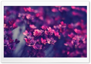 Purple Wildflowers Ultra HD Wallpaper for 4K UHD Widescreen desktop, tablet & smartphone