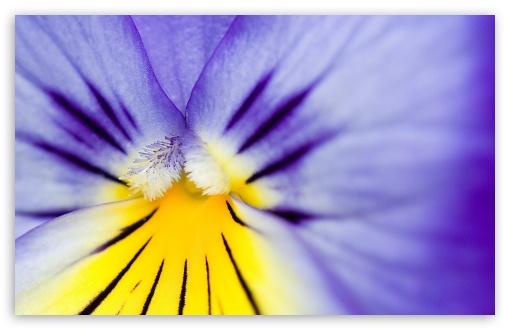 Purple Yellow Flower UltraHD Wallpaper for HD 16:9 ; Widescreen 16:10 5:3 ; Fullscreen 4:3 5:4 3:2 ; Tablet 1:1 ; Mobile 3:5 3:4 ;