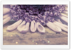 PurpleFlower Ultra HD Wallpaper for 4K UHD Widescreen desktop, tablet & smartphone