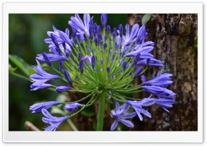 purpleFlower Ultra HD Wallpaper for 4K UHD Widescreen Desktop, Lockscreen, Screensaver, TV, Tablet, Smartphone