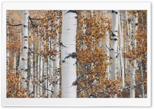 Quaking Aspen Trees Leaves, Forest, Fall Ultra HD Wallpaper for 4K UHD Widescreen desktop, tablet & smartphone