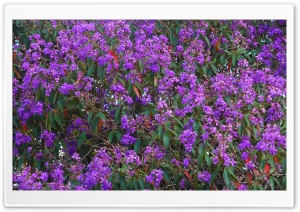 Quaresmeira - Lent Flower Ultra HD Wallpaper for 4K UHD Widescreen desktop, tablet & smartphone