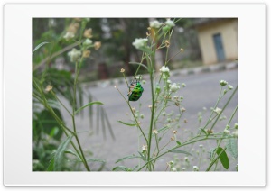 queer insect 4K UHD Wallpaper for Widescreen and UltraWide Desktop, UltraHD TV, Smartphone, Tablet