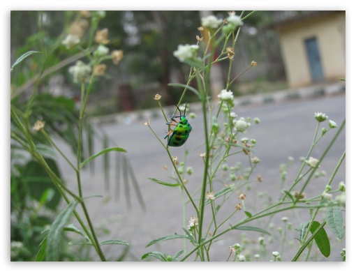 queer insect UltraHD Wallpaper for Fullscreen 4:3 ;