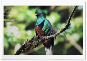 Quetzal Bird Ultra HD Wallpaper for 4K UHD Widescreen desktop, tablet & smartphone